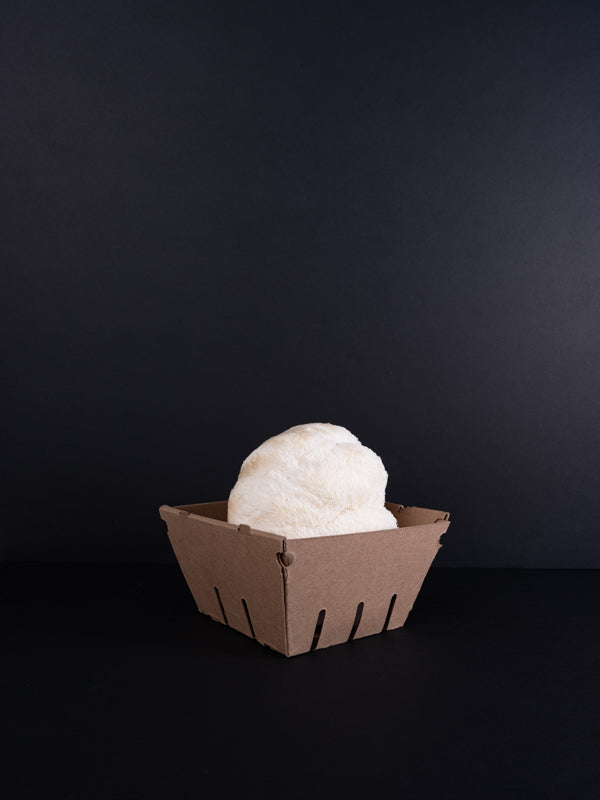 Wild Fruitings Lion’s Mane Mushrooms