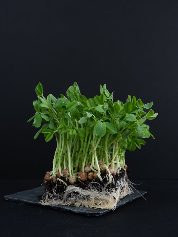 Pea Shoots (2.5 oz)