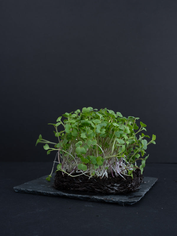Microgreens (1.5 oz)