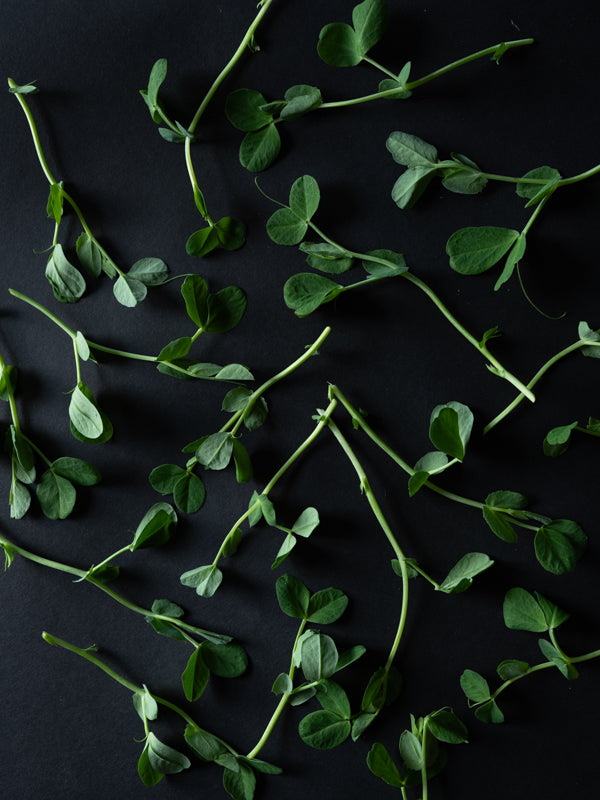 Pea Shoots (2.5 oz)