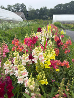 Pick Your Own Flowers!