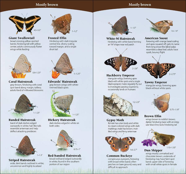 Butterflies of Northeast Quick Guide