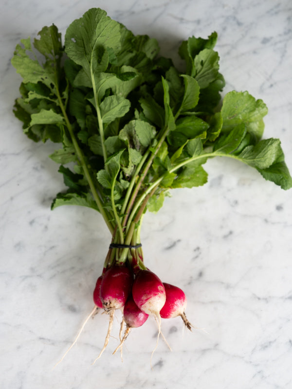 Radish, French Breakfast (1 bunch)