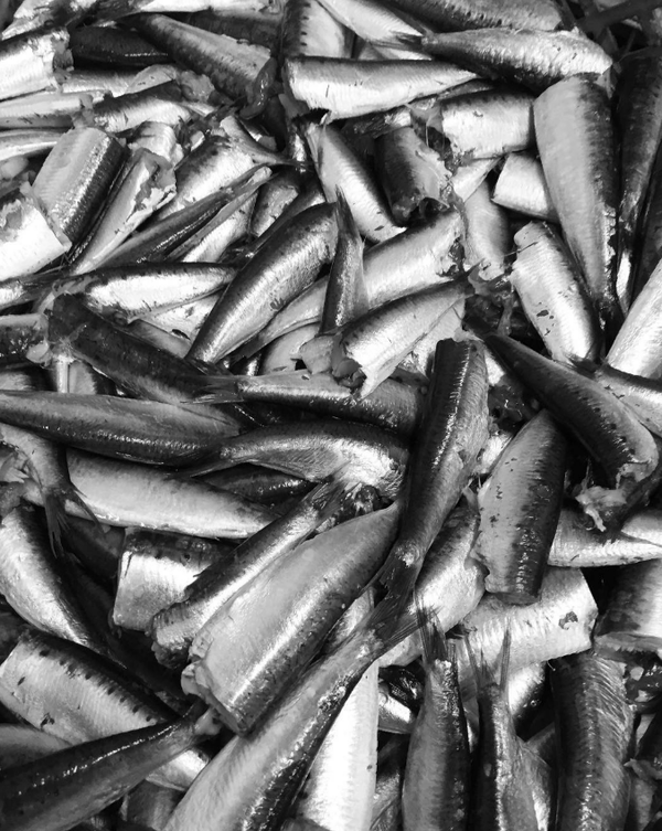 Açor, Portuguese Sardines in Olive Oil, 4.2 oz.