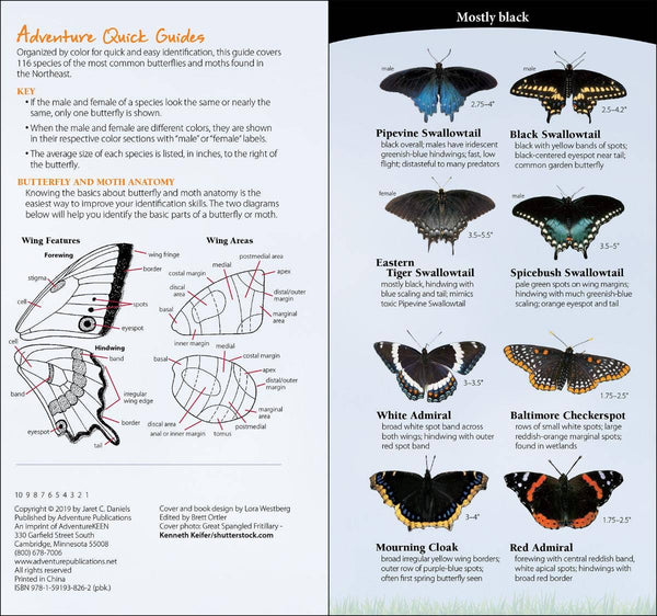 Butterflies of Northeast Quick Guide