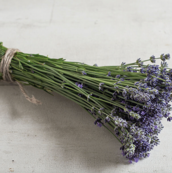 Lavender (Munstead), 3" pot