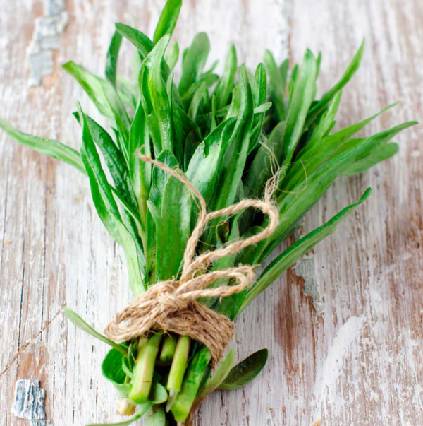 Tarragon, 3" pot