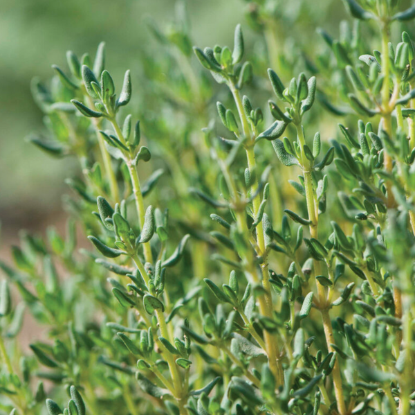 Thyme (German), 3" pot
