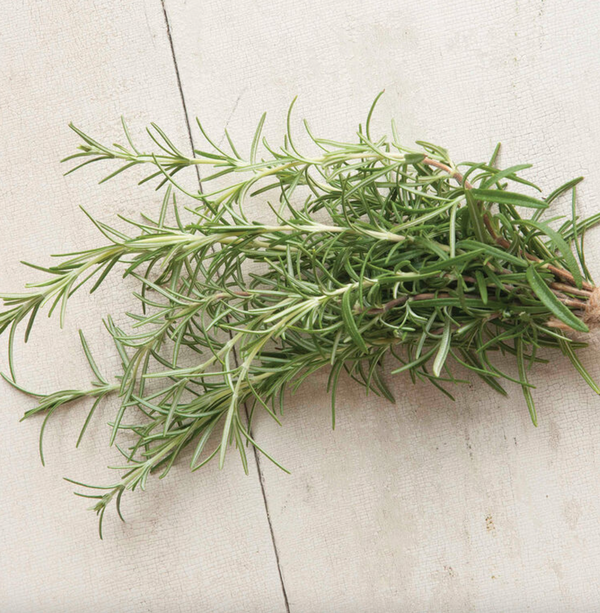Rosemary, 3" pot