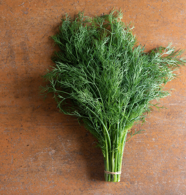 Dill, 3" pot