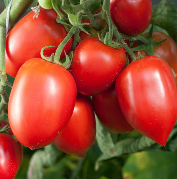 Amish Paste Tomato, 4" pot