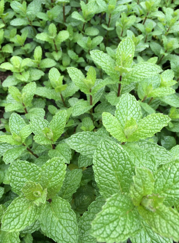 Mint, Mojito 3" pot