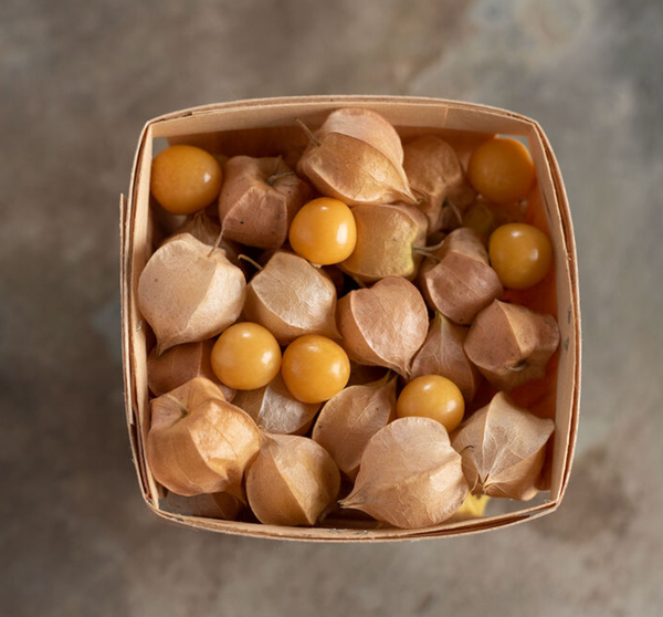 Ground Cherry, Goldie, 4" pot