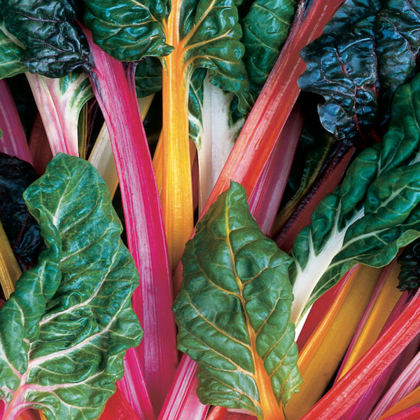 Chard, Bright Lights, 4 pack