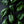 Spinach (6 oz) TWF