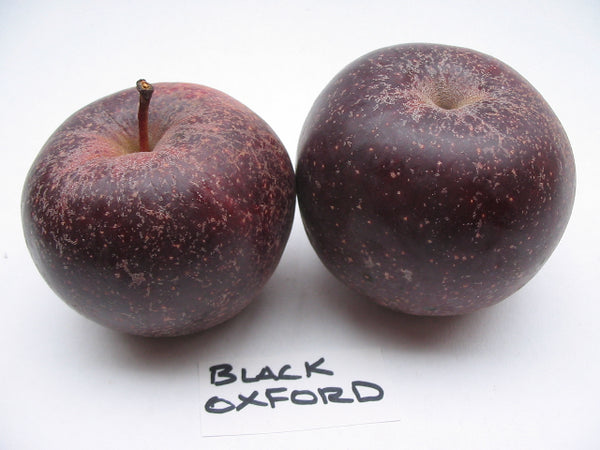 Apples, Black Oxford (2-3 apples, .5lb)