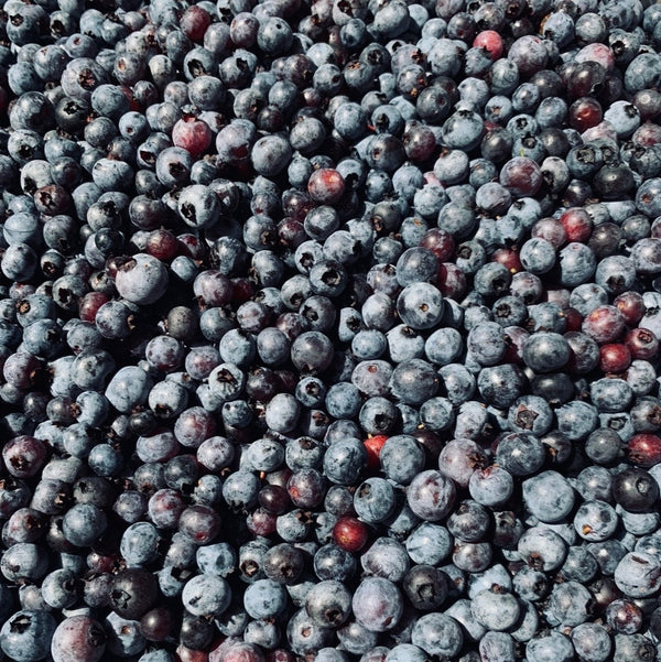 Organic Maine Blueberries (10lb box, fresh)